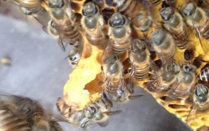 蜜蜂什么時候分蜂?蜂群的這些行為,已經告訴你了大致分蜂時間! 分蜂