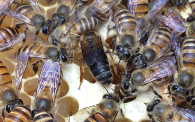 養蜂不知道怎么換王,像這樣操作,輕松用新蜂王將老蜂王替換掉! 換王