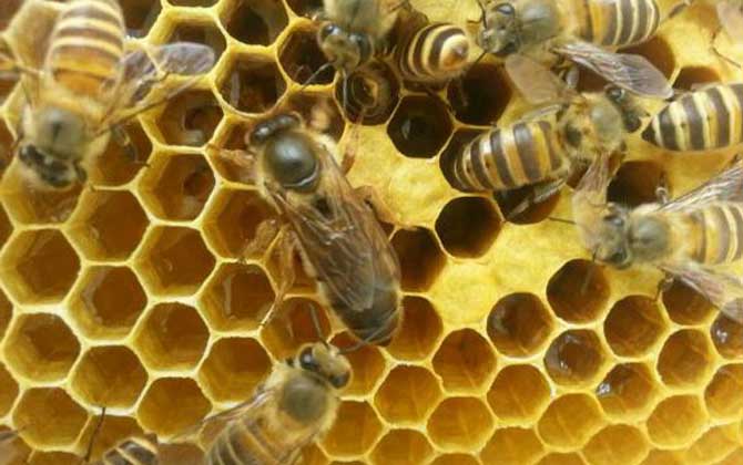 養蜂為什么要換蜂王?看完這幾個原因,你就知道換王有多重要了! 蜂王