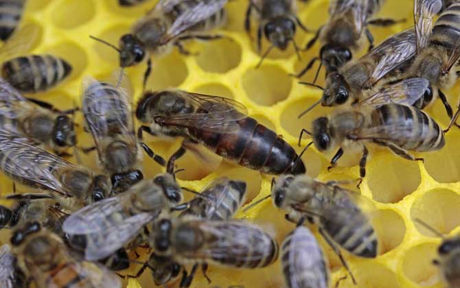 怎樣鑒別蜂王的好壞?按這幾個標準,優質王還是劣質王一目了然! 蜂王