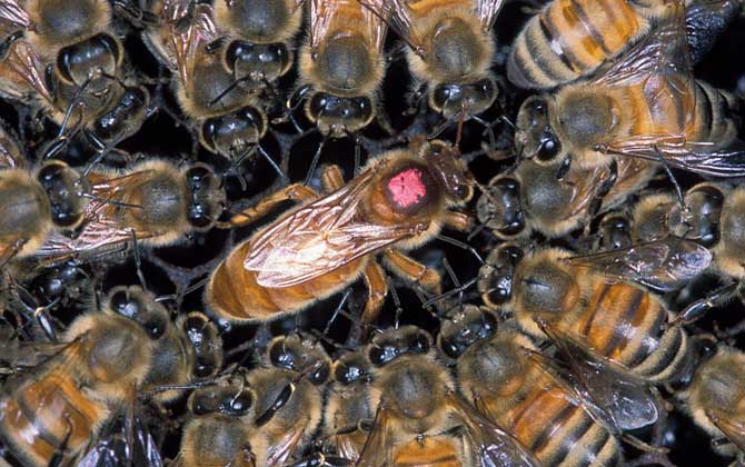 怎樣鑒別蜂王的好壞?按這幾個標準,優質王還是劣質王一目了然! 蜂王