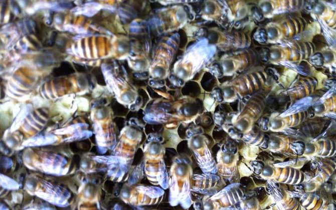 飼料是蜂群越冬的關鍵,像這樣飼喂,確保蜂群有充足的飼料越冬! 蜜蜂越冬