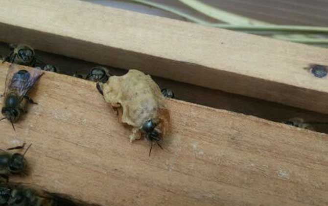 養(yǎng)蜜蜂怎么育王?像這樣人工育王,輕松培育出大量的優(yōu)質(zhì)蜂王! 育王