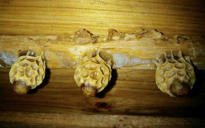 養(yǎng)蜜蜂怎么育王?像這樣人工育王,輕松培育出大量的優(yōu)質(zhì)蜂王! 育王
