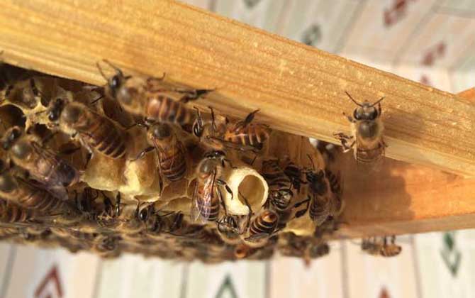 養(yǎng)蜜蜂怎么育王?像這樣人工育王,輕松培育出大量的優(yōu)質(zhì)蜂王! 育王