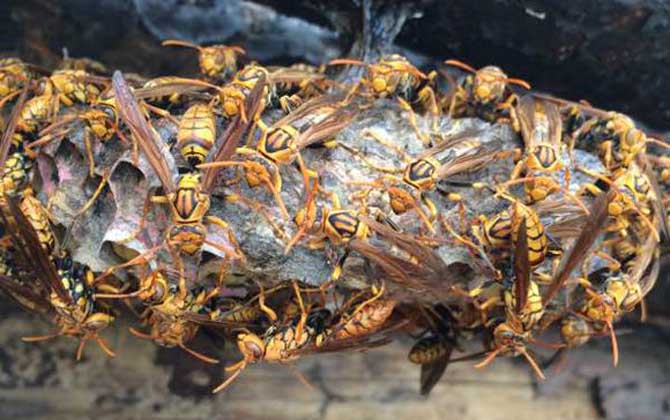 怎樣捅馬蜂窩最安全?不妨試試這4種方法,輕松就能搞定馬蜂窩! 馬蜂窩