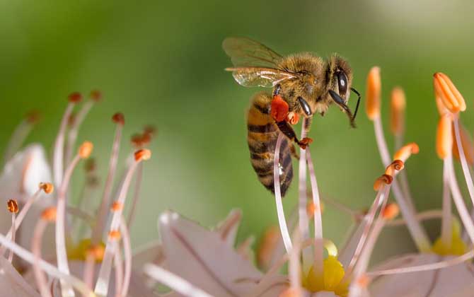 工蜂能變成蜂王嗎?的確有機(jī)會(huì),但條件非常苛刻且一生只有一次! 工蜂