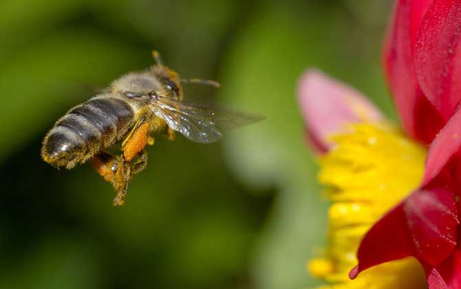 工蜂能變成蜂王嗎?的確有機(jī)會(huì),但條件非常苛刻且一生只有一次! 工蜂