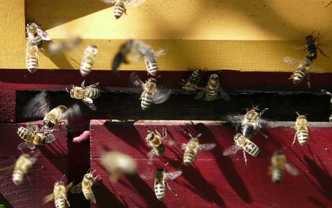 怎樣防止蜜蜂逃跑?別再剪蜂王翅膀,找到原因才能“對(duì)癥下藥”! 蜜蜂逃跑