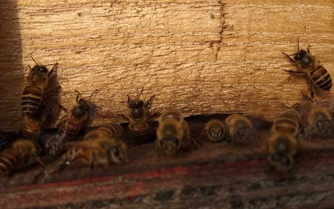 怎樣防止蜜蜂逃跑?別再剪蜂王翅膀,找到原因才能“對(duì)癥下藥”! 蜜蜂逃跑