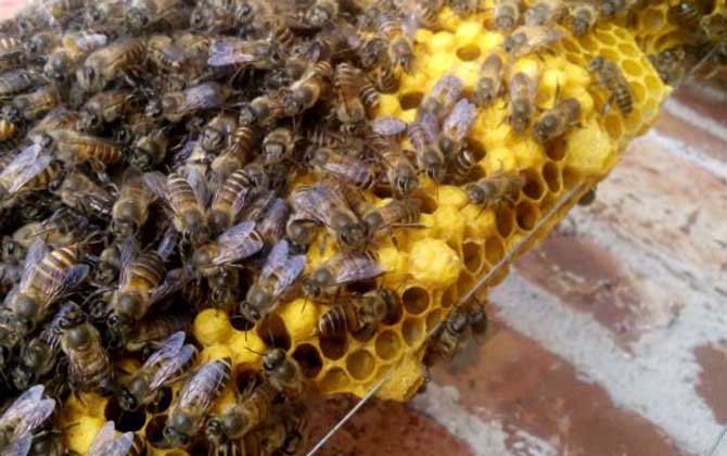 蜂王出房后多久分蜂?未必等新王出房,多數是蜂王未出房就分蜂! 分蜂