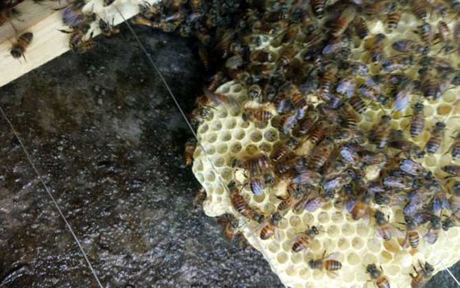 蜂王出房后多久分蜂?未必等新王出房,多數是蜂王未出房就分蜂! 分蜂