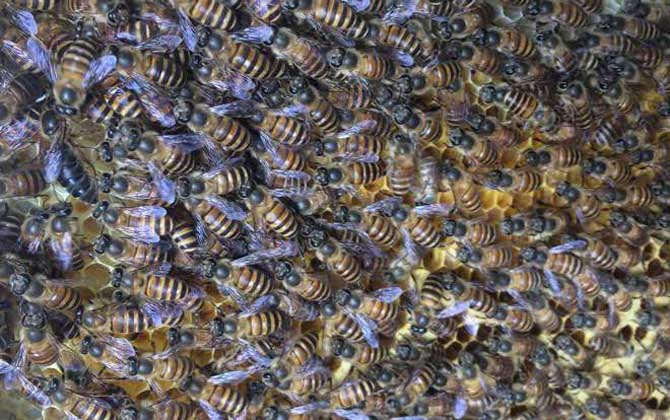 蜂王出房后多久分蜂?未必等新王出房,多數是蜂王未出房就分蜂! 分蜂