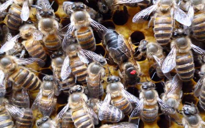 蜂王不產(chǎn)卵是什么原因?真相無非這幾個,搞清楚才能“對癥下藥”! 蜂王