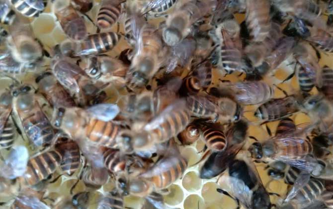 蜂王不產(chǎn)卵是什么原因?真相無非這幾個,搞清楚才能“對癥下藥”! 蜂王