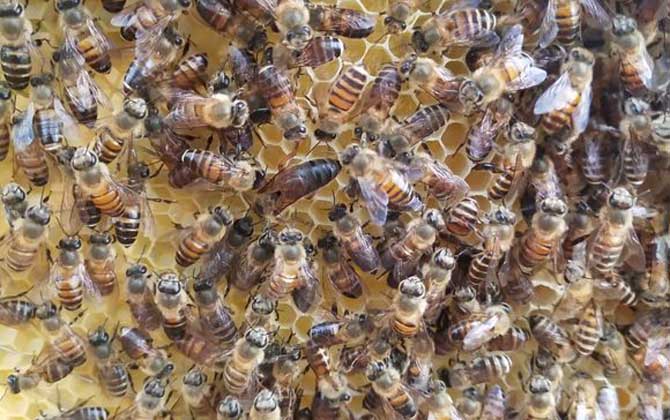 蜂王不產(chǎn)卵是什么原因?真相無非這幾個,搞清楚才能“對癥下藥”! 蜂王
