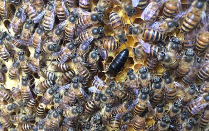 蜂王不產(chǎn)卵是什么原因?真相無非這幾個,搞清楚才能“對癥下藥”! 蜂王