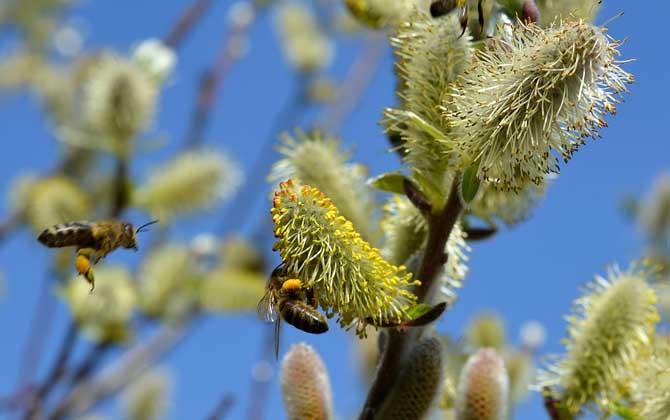 蜜蜂為什么要釀蜂蜜?并不是“無(wú)私奉獻(xiàn)”,僅僅是為了蜜蜂自己! 蜜蜂
