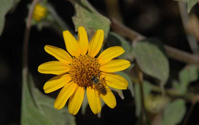 蜜蜂為什么要釀蜂蜜?并不是“無(wú)私奉獻(xiàn)”,僅僅是為了蜜蜂自己! 蜜蜂