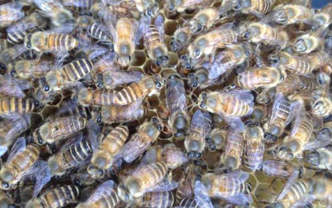 怎樣養(yǎng)蜜蜂它才不跑?蜂群管理是關(guān)鍵,尤其這5個(gè)點(diǎn)一定要注意! 養(yǎng)蜜蜂