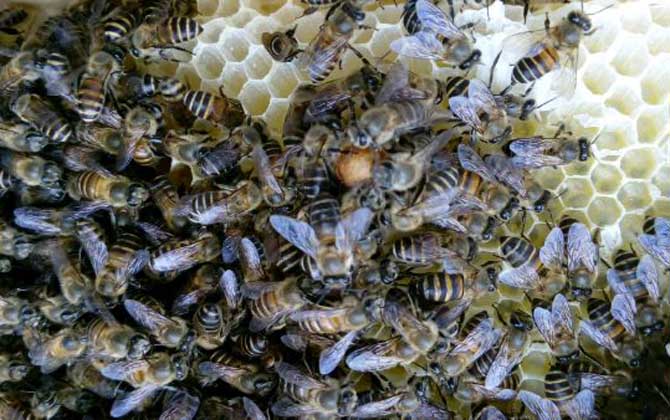 怎樣養(yǎng)蜜蜂它才不跑?蜂群管理是關(guān)鍵,尤其這5個(gè)點(diǎn)一定要注意! 養(yǎng)蜜蜂