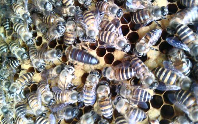 怎樣養(yǎng)蜜蜂它才不跑?蜂群管理是關(guān)鍵,尤其這5個(gè)點(diǎn)一定要注意! 養(yǎng)蜜蜂