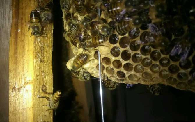 蛋群一定會滅亡?還有救,像這樣管理,完全有可能恢復成強群! 蛋群