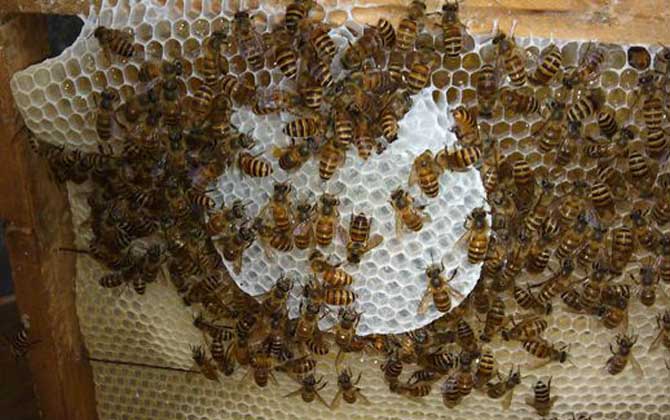 蛋群一定會滅亡?還有救,像這樣管理,完全有可能恢復成強群! 蛋群