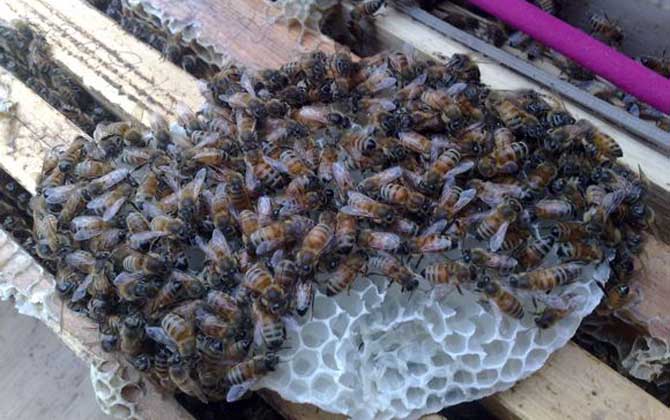 蛋群一定會滅亡?還有救,像這樣管理,完全有可能恢復成強群! 蛋群