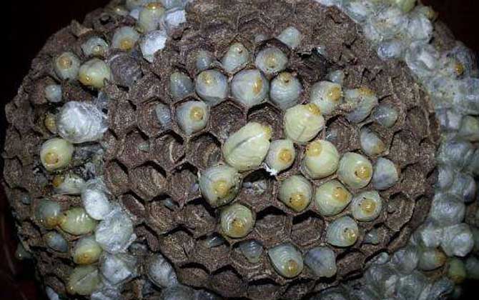 蜂蛹的功效與作用及正確吃法,不能過量食用,還要預防過敏! 蜂蛹