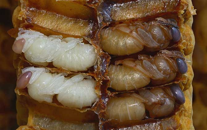 蜂蛹的功效與作用及正確吃法,不能過量食用,還要預防過敏! 蜂蛹