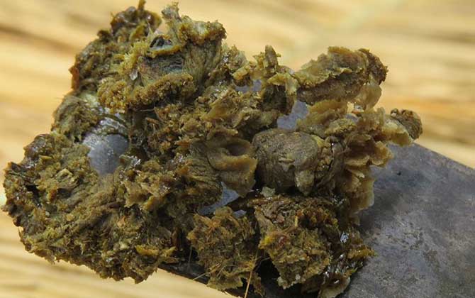 蜂膠的作用與功效有哪些?不但能增強免疫,而且還能降“三高”! 蜂膠