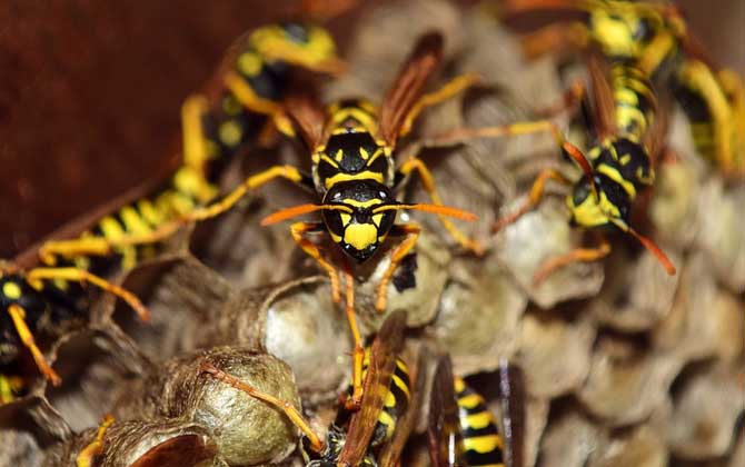 蜂房的功效與作用有哪些?用對了祛風鎮痛,用錯了反而可能中毒! 蜂房