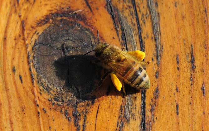 蜂花粉的作用與功效有哪些?經常吃些蜂花粉,這7個好處跑不了! 蜂花粉
