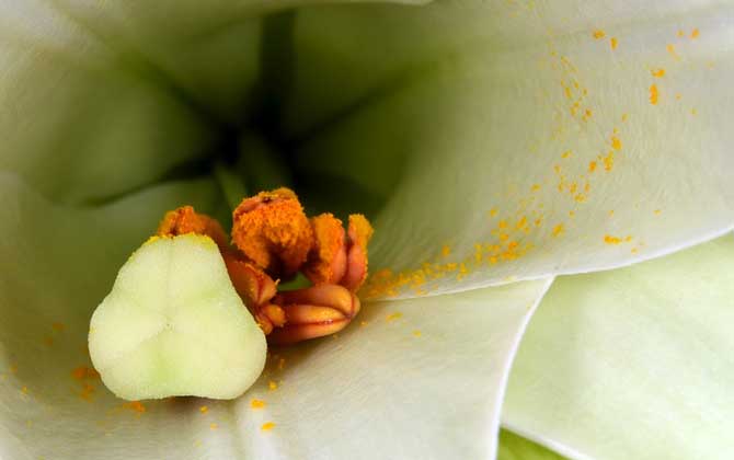 蜂花粉的作用與功效有哪些?經常吃些蜂花粉,這7個好處跑不了! 蜂花粉