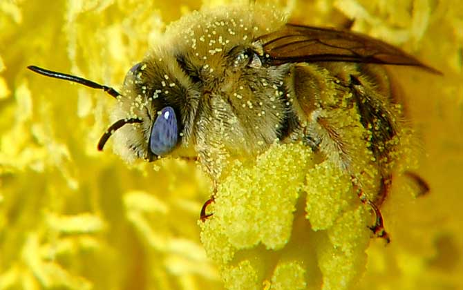 蜂花粉的作用與功效有哪些?經常吃些蜂花粉,這7個好處跑不了! 蜂花粉