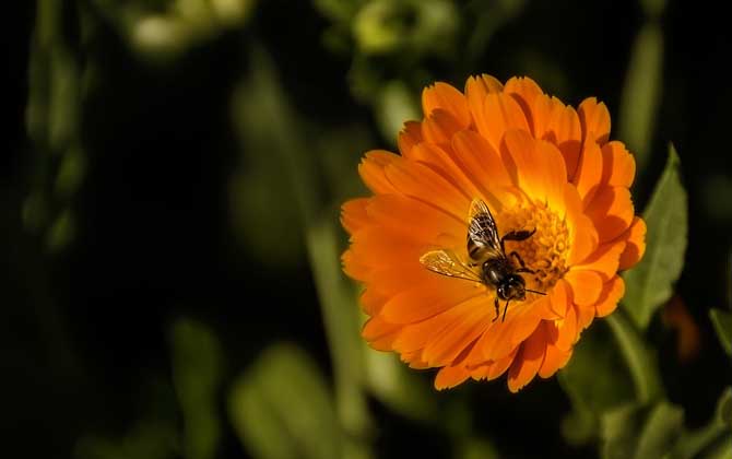 蜂毒療法是真的嗎?雖然有一定的效果,但蜂療也絕非無所不能的! 蜂毒療法
