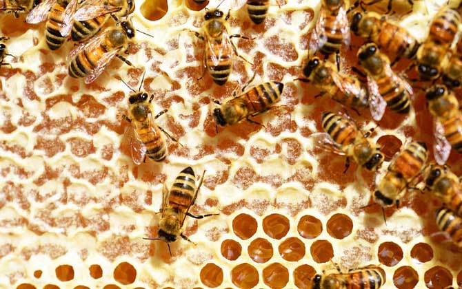 蜂蜜是怎么來的?絕非蜜蜂拉的屎,事實上蜜蜂釀蜜過程極為復雜! 儲蜜