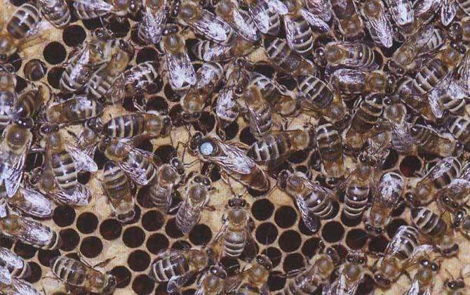 黑蜂是什么蜂?實際上是歐洲黑蜂,我國還有新疆黑蜂和東北黑蜂! 新疆黑蜂