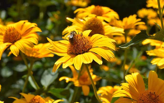 關(guān)于蜜蜂的知識有哪些?了解這些蜜蜂知識,養(yǎng)蜂時(shí)才能事半功倍! 蜜蜂