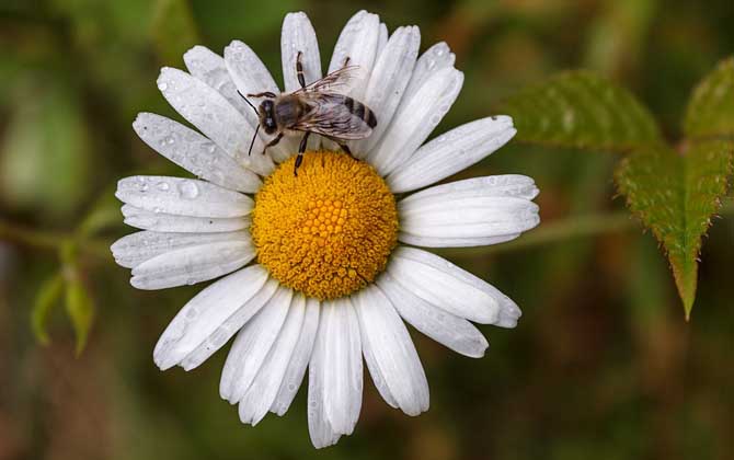 關(guān)于蜜蜂的知識有哪些?了解這些蜜蜂知識,養(yǎng)蜂時(shí)才能事半功倍! 蜜蜂