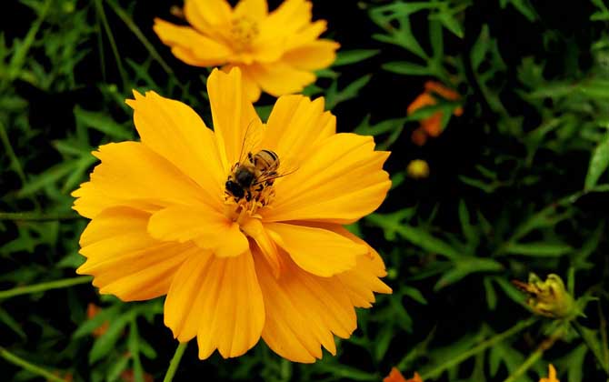 關(guān)于蜜蜂的知識有哪些?了解這些蜜蜂知識,養(yǎng)蜂時(shí)才能事半功倍! 蜜蜂