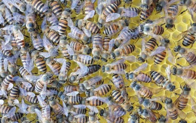 蜂王是公的還是母的?實際上蜂王是雌性,蜂群有且只有一只蜂王! 蜂王