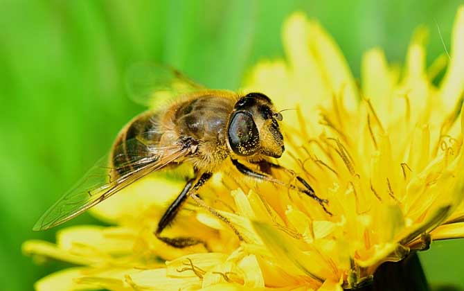 被蜜蜂蟄多久過危險期?蜜蜂毒性不強,但24小時內沒異常才安全! 蜜蜂