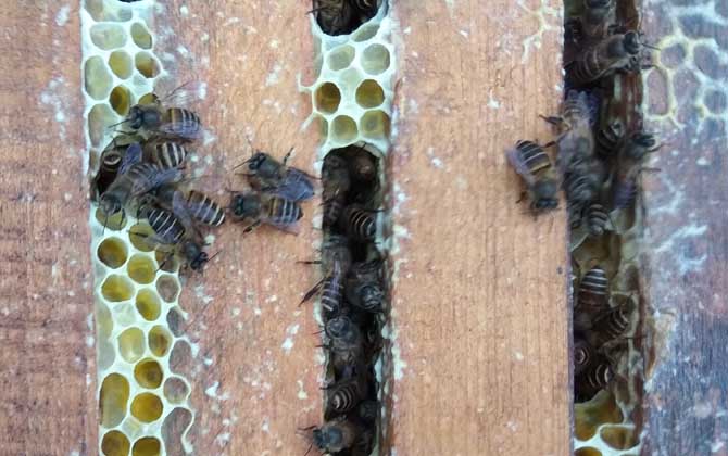 養(yǎng)40箱蜂一年賺多少錢?關鍵看技術,養(yǎng)好了年賺數(shù)萬元不在話下! 養(yǎng)蜂