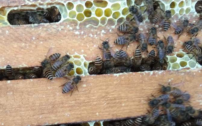 養(yǎng)40箱蜂一年賺多少錢?關鍵看技術,養(yǎng)好了年賺數(shù)萬元不在話下! 養(yǎng)蜂