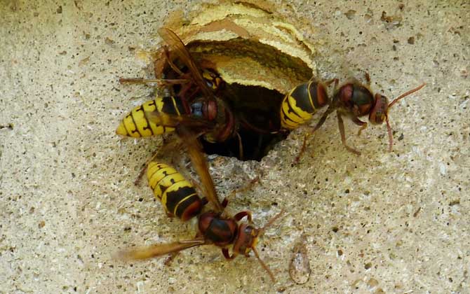 被一只馬蜂蟄了有事嗎?小型馬蜂問題不大,大型馬蜂仍然很危險! 馬蜂