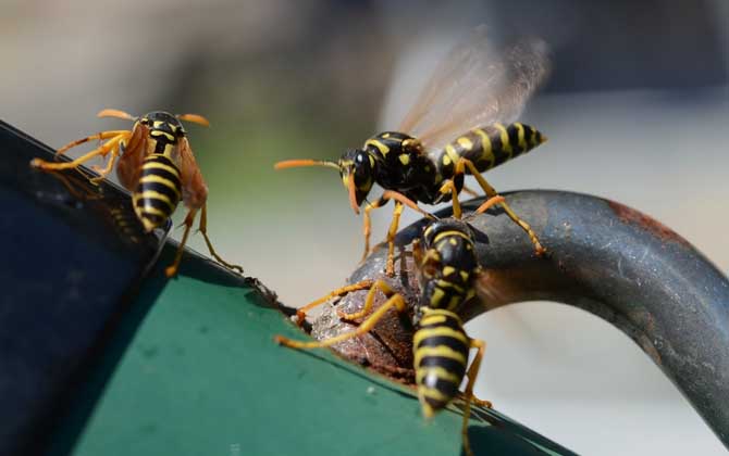 被一只馬蜂蟄了有事嗎?小型馬蜂問題不大,大型馬蜂仍然很危險! 馬蜂