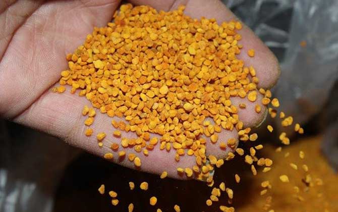 茶花粉的功效與作用有哪些?經(jīng)常吃些茶花粉,這6個(gè)好處跑不了! 茶花粉