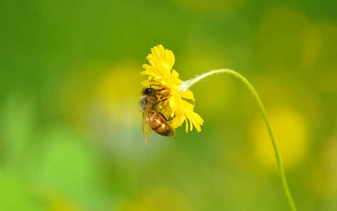 被蜜蜂蟄了是好兆頭嗎?絕不是什么好兆頭,嚴重時還會發生過敏! 蜜蜂